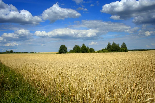 View on a summer field — Stock Photo, Image