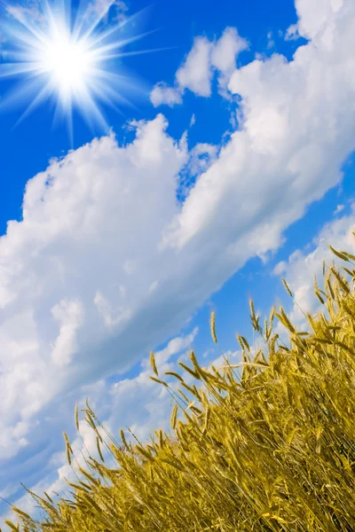Wheat and the sun — Stock Photo, Image