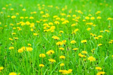 Dandelions alan