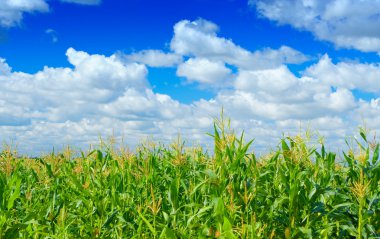 Plants of corn on a sky background clipart