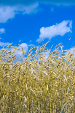 Wheat and sky clipart