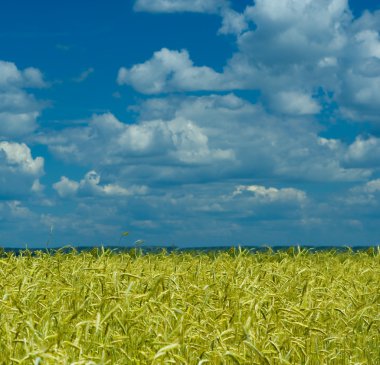 Wheat field and dramatic sky clipart