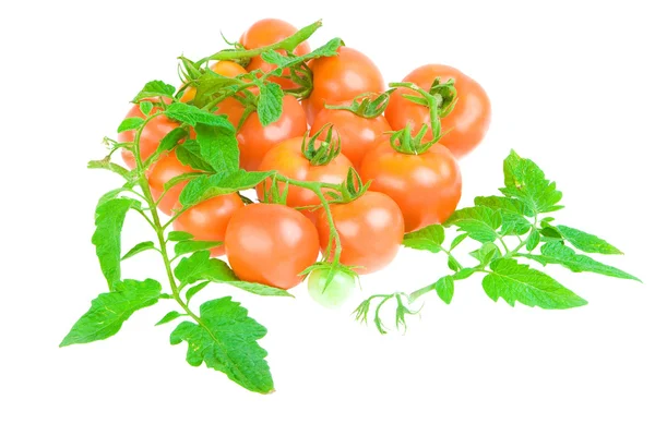 Composition of tomato and foliage of tom — Stock Photo, Image