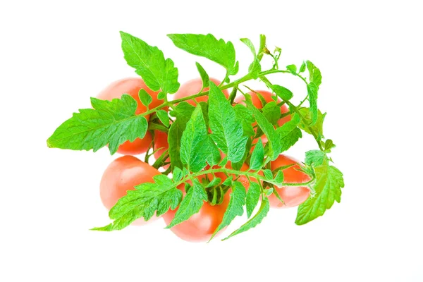 Zusammensetzung der Tomate isoliert auf einem whit — Stockfoto