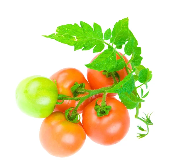 Composição do tomate isolado — Fotografia de Stock