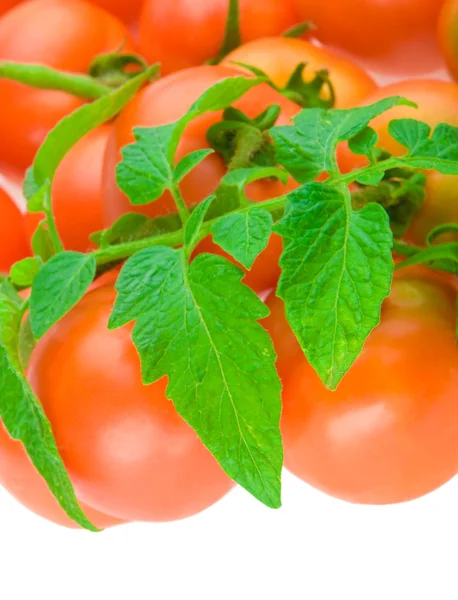 Zusammensetzung der Tomate mit Copyspace — Stockfoto