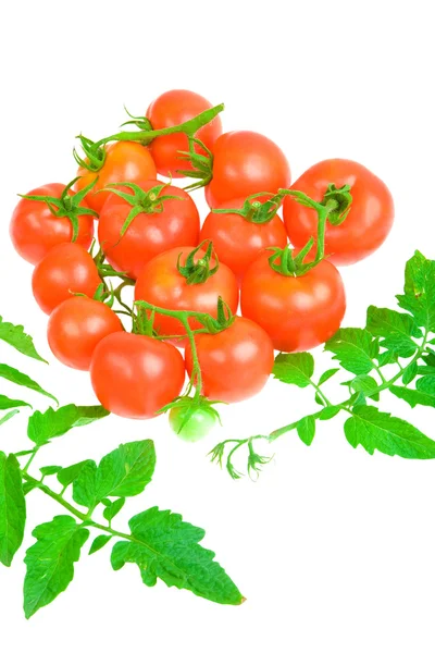 Comsition of tomato — Stock Photo, Image