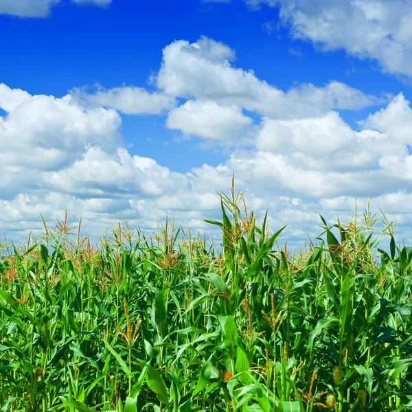 Кукурузное поле и небеса — стоковое фото