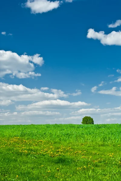 Field and the sky — Stock Photo, Image