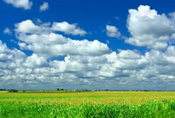 字段玉米和蓝蓝的天空 — 图库照片