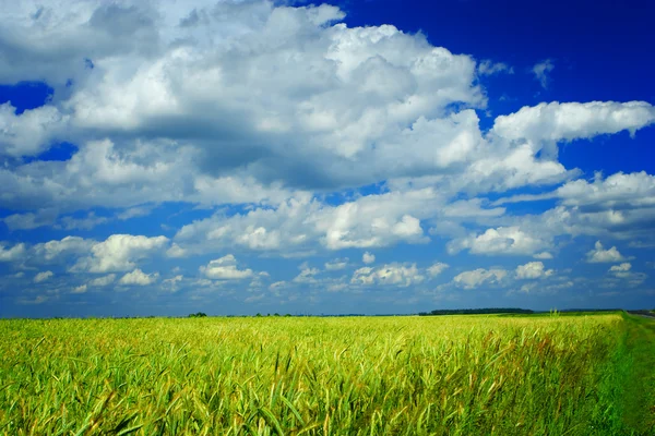 Field of wheat and sky — Stock Photo, Image