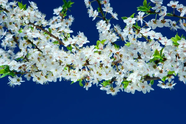 Bloemen van kersenboom — Stockfoto
