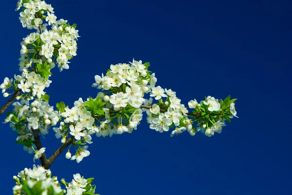 Flores de ameixeira — Fotografia de Stock
