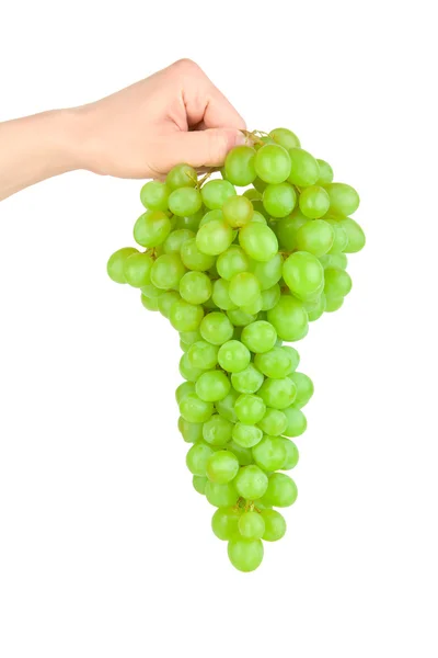 Grape in hand — Stock Photo, Image