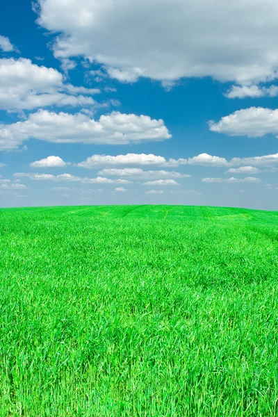 Трава та небо — стокове фото