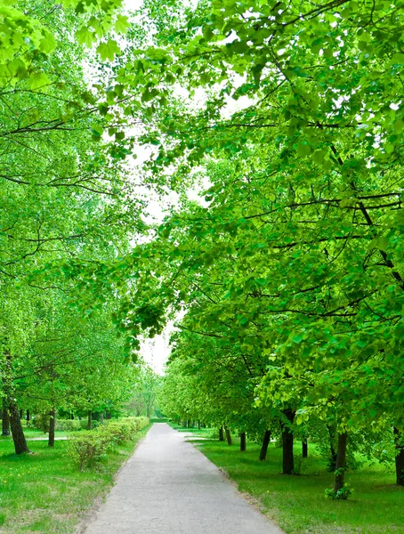 Zielony avenue w parku — Zdjęcie stockowe