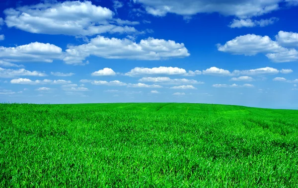 Grönt fält sky — 图库照片