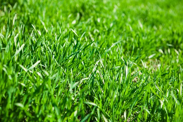 stock image Green grass closeup