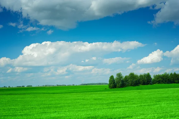 Зеленый луг с облачно-голубым небом — стоковое фото