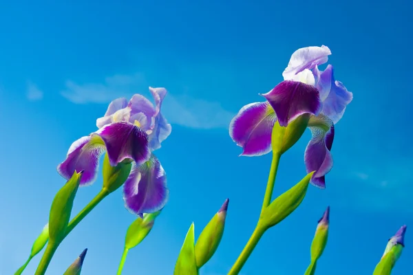 stock image Iris on a background of the sky