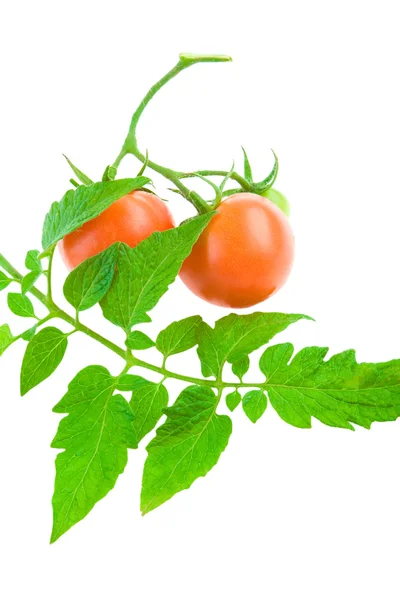 Pomidor na białym tle i liści — Zdjęcie stockowe