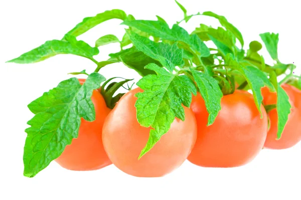 Isolerade tomat med bladverk — Stockfoto