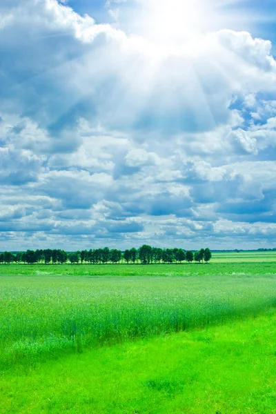 麦田与绿色居民区的景观 — 图库照片