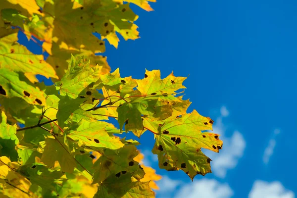 葉と空 — ストック写真