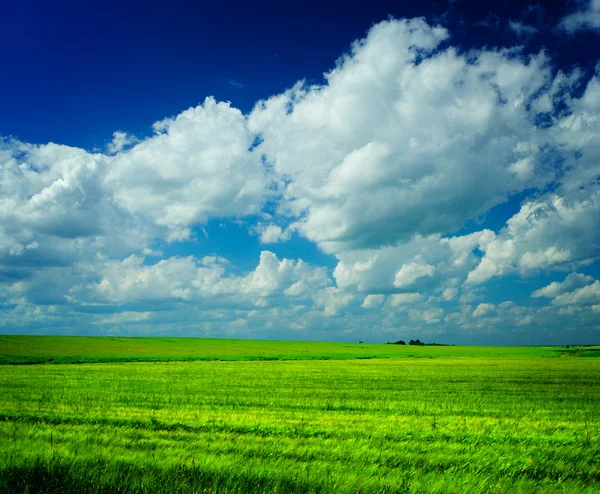 Meadow with cloudy sky — Stock Photo, Image