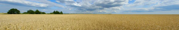 Panorama av vete fält — Stockfoto
