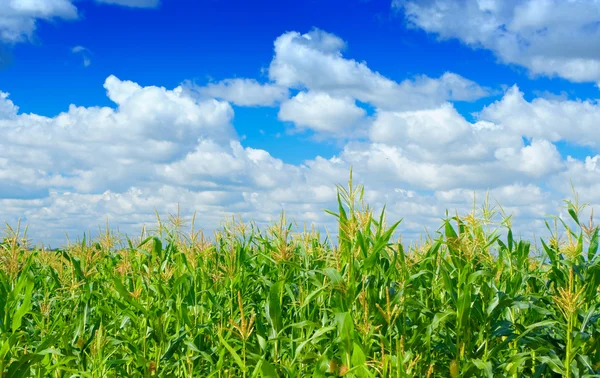 Gökyüzü arka plan üzerinde mısır bitkileri — Stok fotoğraf