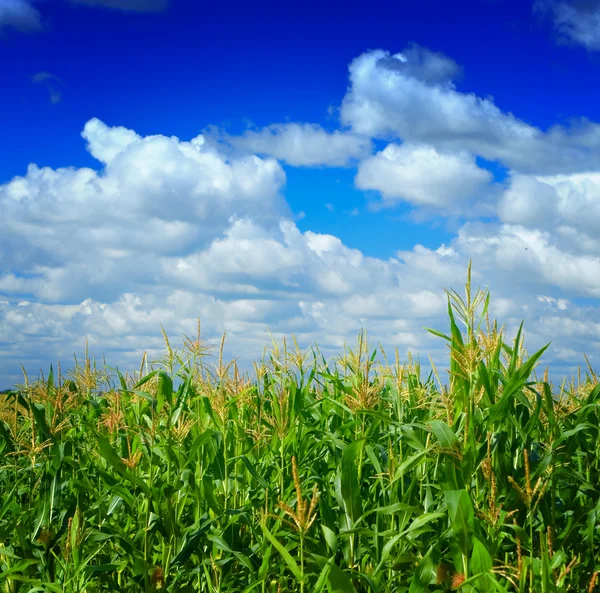 Растения кукурузы на небе — стоковое фото