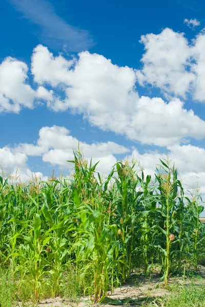 Plantas de maíz —  Fotos de Stock