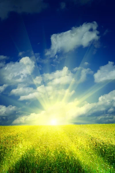 Lever de soleil sur un champ de blé — Photo