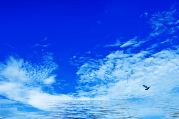 The blue frosty sky and bird — Stock Photo, Image