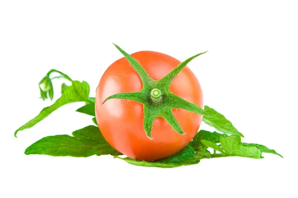 Tomato on a leaf of tomato — Stock Photo, Image