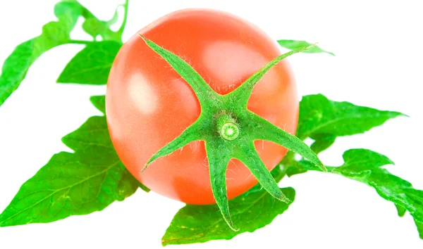Tomat på ett blad — Stockfoto