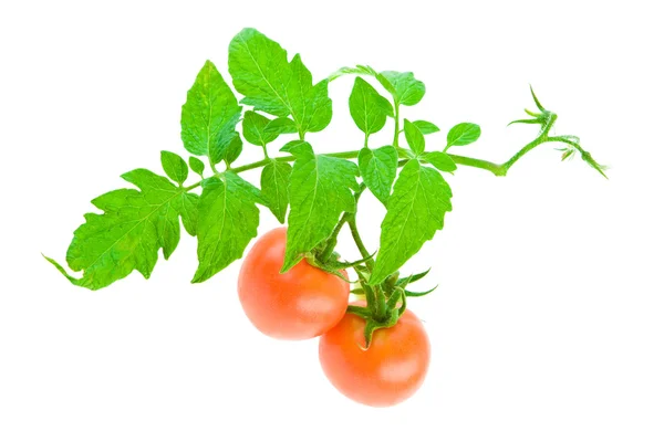 흰 토마토 — 스톡 사진