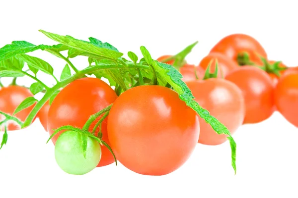 Tomate con follaje de tomate aislado — Foto de Stock