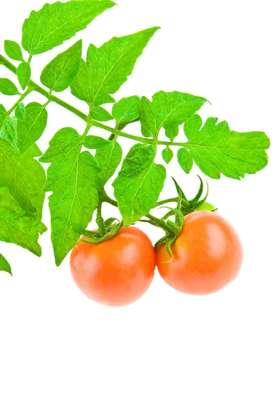 Tomato with foliage of tomato — Stock Photo, Image