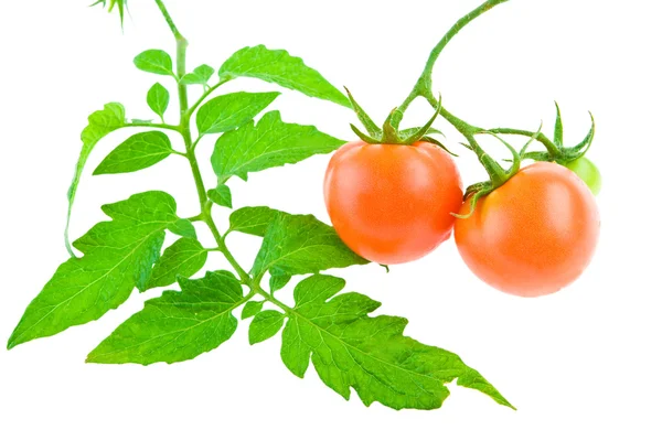 Tomat med bladverk — Stockfoto