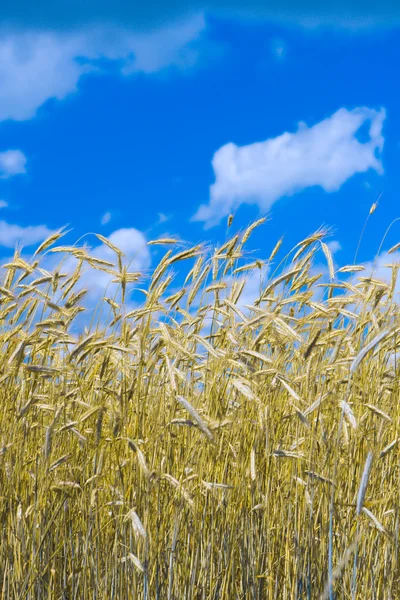 小麦和天空 — 图库照片