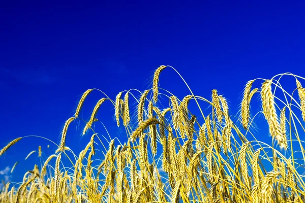 小麦关门 — 图库照片