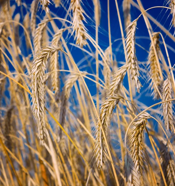 Wheat close-up — Stock Photo, Image