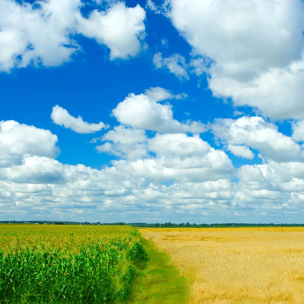 Pšenice kukuřice sky pozadí — Stock fotografie