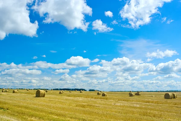 Сбор пшеницы — стоковое фото