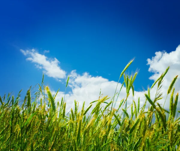 Wheat on a backgorund of the sky close u — 图库照片