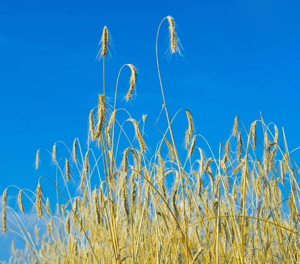 小麦的一片天空 — 图库照片