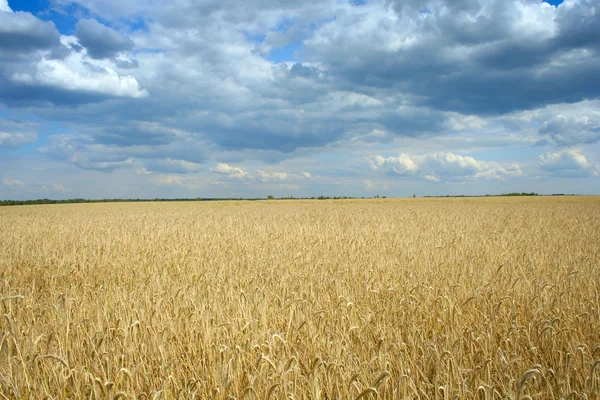 Cielo di grano — Foto Stock