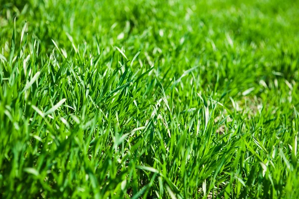 Green grass closeup Stock Picture